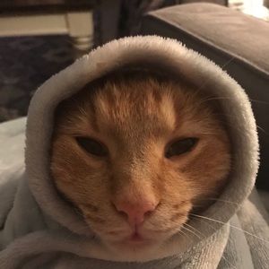 Meet your Posher, Sydney